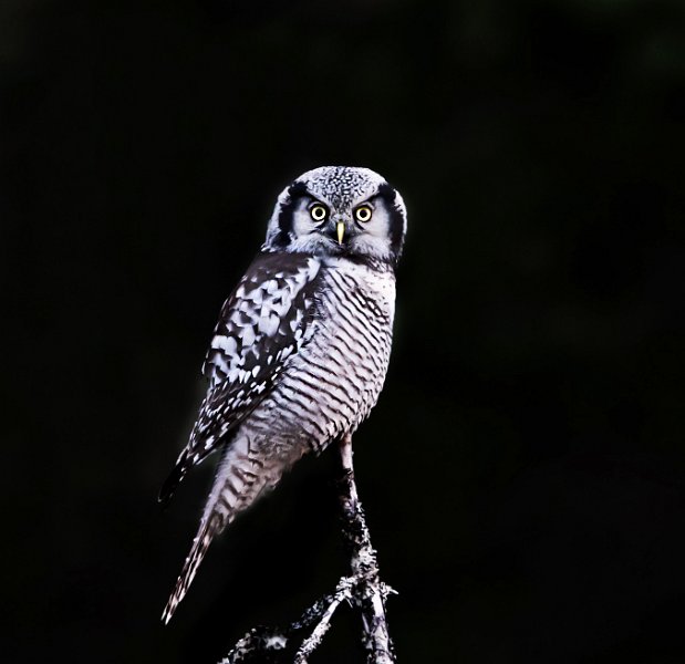 025-DX5Q8003 low key